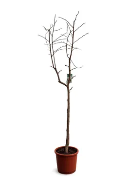 Produktbild von Ziziphus jujuba ca. 200cm – Chinesische Dattel – winterharte rote Jujube Pflanze – Azufaifa – großer Obstbaum im Topf