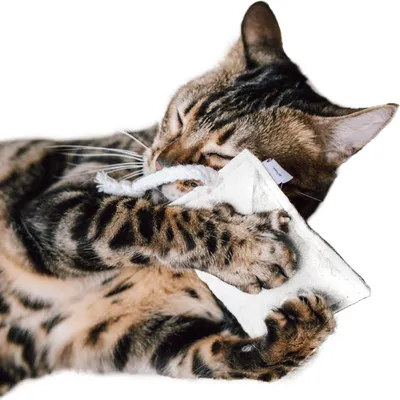 Produktbild von Kuschelkissen für Katzen mit Baldrian – Canadian Cat Cuddle Pad in Weiß, 5g
