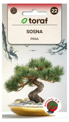 Obrázek produktu pro Borovice pinie, 10 ks