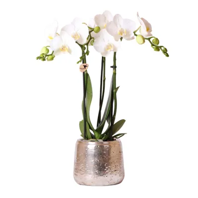 Imagen del producto de Orquídea Phalaenopsis blanca de Kolibri - Variedad Amabilis + maceta decorativa de color plateado - Tamaño de la maceta: 9 cm - Altura: 40 cm