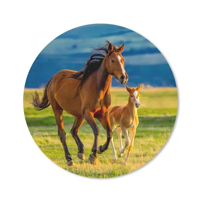 Produktbild von MuchoWow® Mauspad Mousepad Pferde - Gras - Tiere - Landschaft - Natur 20x20 cm - Mousepads - Maus Mat - Pad - Mausunterlage - Schreibtischmatte