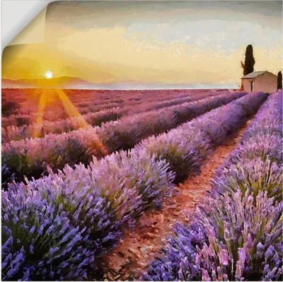 Produktbild von ARTland Wandbild, selbstklebend Lavendelfeld I Größe: 40x40 cm