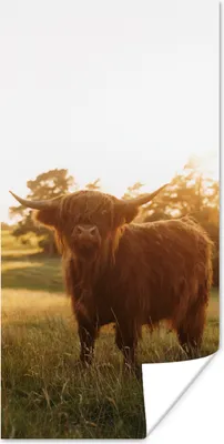 Produktbild von MuchoWow® Poster Schottischer Hochländer - Gras - Sonne 40x80 cm - Dekoration