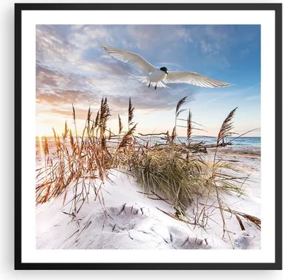 Produktbild von Gerahmtes Poster - Schwarzer Rahmen - Möwe Meer Küste - 60x60 cm - Wand Bild - Wanddeko - Wandbilder - Kunstposter - Wandposter - Bilderrahmen - Bilder - Kunstdruck - Wanddekoration - P2BAC60x60-4902