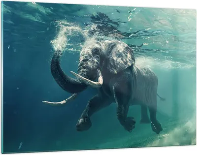 Produktbild von Bilder auf glas - Elefant Tier Wasser - 120x80cm - Glasbilder - Wandbilder - Kunstdruck - zum Aufhängen bereit - Wanddekoration aus Glas - Glas Bilder - Wandbild auf Glas - Einteilig - GAA120x80-3944