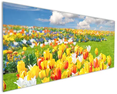 Produktbild von Wallario Küchenrückwand aus Glas, Größe: 125 x 50 cm, Motiv: Tulpenwiese unter blauem Himmel | Spritzschutz | abwischbar | pflegeleicht | in
