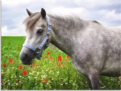 Produktbild von ARTland Wandbild Alu für Innen & Outdoor Welshpony Größe: 40x30 cm