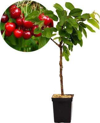 Produktbild von Prunus avium 'Sylvia' Kirschbaum, Gisela 5® Unterlage, 5 Liter Topf