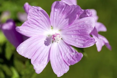 Produktbild von Malva moschata, Moschusmalve, rosa, ca. 9x9 cm Topf