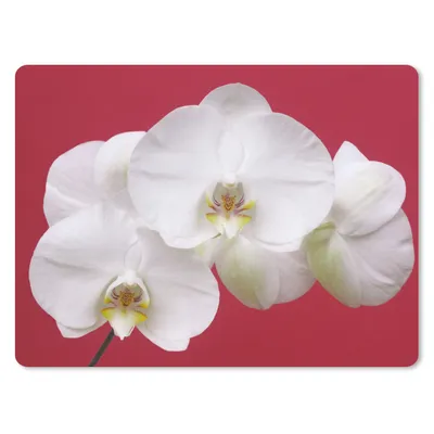 Produktbild von MuchoWow® Mauspad Mousepad Weiße Orchidee auf Rot 40x30 cm - Mousepads - Maus Mat - Pad - Mausunterlage - Anti Rutsch
