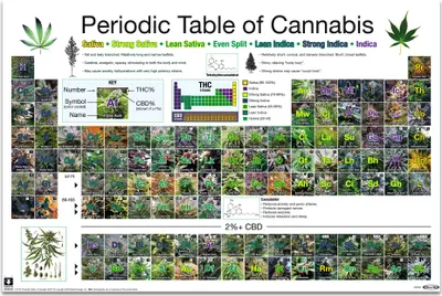 Produktbild von Poster Periodic Table of Cannabis 91.5x61cm.