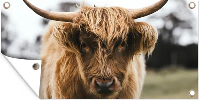Produktbild von MuchoWow® 160x80 cm Outdoor-Poster Gartendeko Sichtschutz Garten Poster für den Garten  Schottischer Highlander - Kuh - Gras - Tiere - Natur