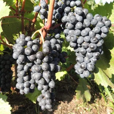 Produktbild von Weinrebe Krasien 2L