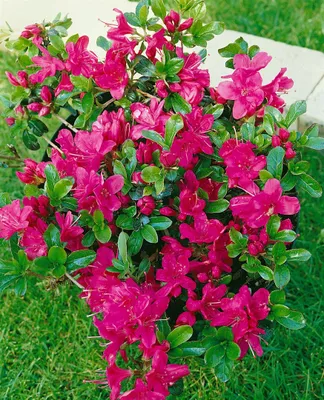 Produktbild von Rhododendron obtusum 'Rubinetta', Azalee, rubinrot, 20–25 cm