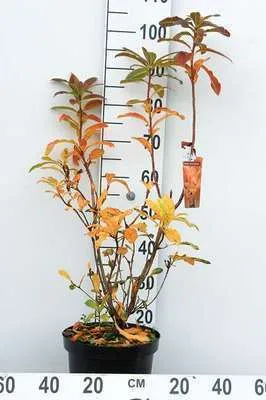 Image de Azalea knaphill - Azalée japonaise jaune 60-80 cm - conteneur