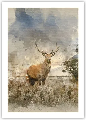 Produktbild von Poster - Poster ohne Rahmen - rotwild natur - 50x70 cm - Wand Bild - Wanddeko - Wandbilder - Kunstposter - Wandposter - Bilder - Kunstdruck - Wanddekoration - Wandbild - P2XPA50x70-3465