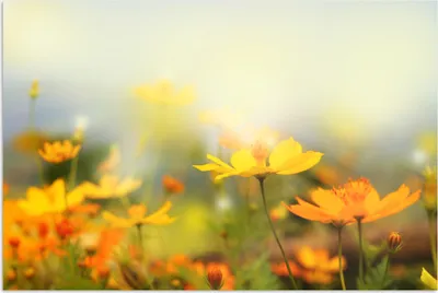 Produktbild von MuchoWow® Poster Blumen - Landschaft - Gelb 30x20 cm - Plakate - Print