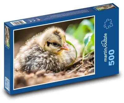 Zdjęcie produktu dla martinpuzzle - Puzzle 500 - Pták - kurczak, pisklę