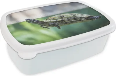 Produktbild von KitchenYeah® Lunchbox Brotzeit Brotdose 17x11 cm Nahaufnahme einer Schildkröte Kinder Brotzeitdose - Lunch Box - Kinder - Sandwich-Box - Schulbox - Lunch Boxen