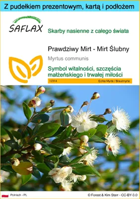 Zdjęcie produktu dla SAFLAX - Zestaw prezentowy - Prawdziwy Mirt - Mirt Ślubny - 30 Nasiona - Z pudełkiem upominkowym, etykietą wysyłkową, kartą podarunkową i podłożem uprawowym - Myrtus communis