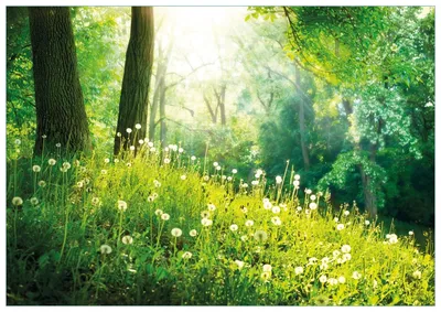 Produktbild von Wallario Premium Glasbild, freischwebende Optik, kräftige Farben, Größe 100 x 70 cm Motiv Pusteblumen im Wald mit einfallenden Sonnenstrahlen