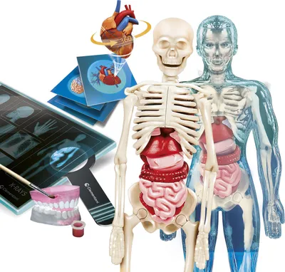 Obrázek produktu pro Clementoni Science & Jeu laboratoire 8005125192991, Kostra, Anatomie, 8 rok/roky, Vícebarevný