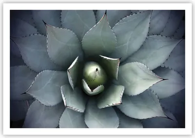 Produktbild von Poster - Poster ohne Rahmen - Blau Blätter Agave - 100x70 cm - Wand Bild - Wanddeko - Wandbilder - Kunstposter - Wandposter - Bilder - Kunstdruck - Wanddekoration - Wandbild - P2XAA100x70-5133