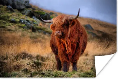 Produktbild von MuchoWow® Poster Schottische Highlander - Gras - Steine 180x120 cm - Fotoplakat