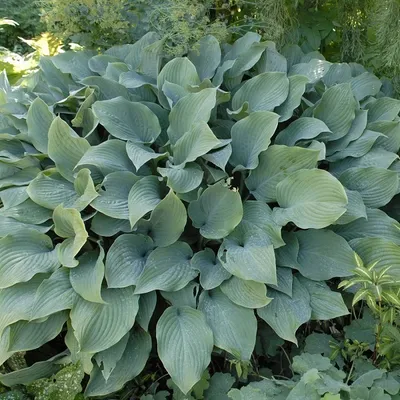 Immagine prodotto di 6 x Hosta grigio-blu  - Hosta 'Krossa Regal'  | Vaso 9 cm x 9 cm