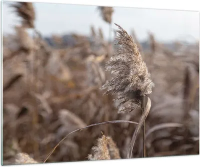 Produktbild von Bilder auf glas - Einteilig - Boho Ähren Gras - 100x70cm - Glasbilder - Wandbilder - Bilder - zum Aufhängen bereit - Wanddekoration aus Glas - Glas Bilder - Wandbild auf Glas - GAA100x70-4763