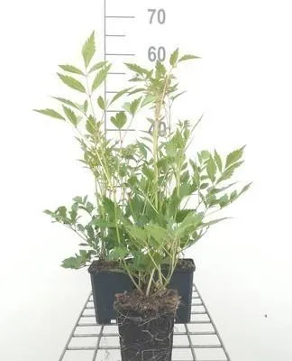Produktbild von 6 x  Astilbe (j) 'Rheinland' - Prachtspiere - Topf 9 x 9 cm
