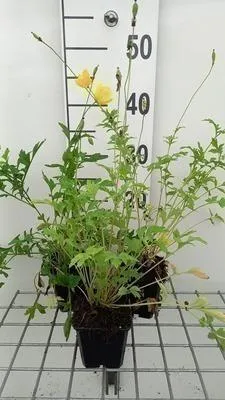 Obrázek produktu pro 6 x Meconopsis cambrica - Mekonopsis - Topf 9 x 9 cm