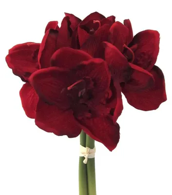 Produktbild von Künstliche Amaryllis 32cm | Bund mit 3 Kunstblumen Dunkelrot