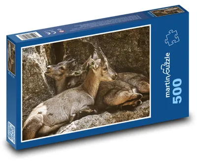 Obrázok produktu pre Puzzle 500 Mláďatá kozorožca v zoo - martinpuzzle
