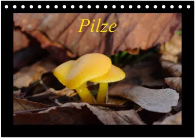Produktbild von Pilze (Tischkalender 2026 DIN A5 quer), CALVENDO Monatskalender