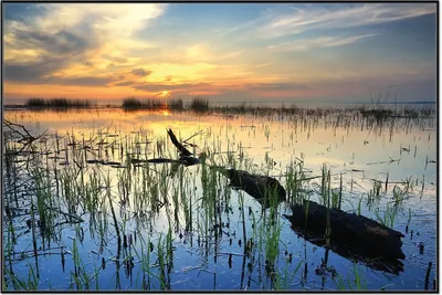 Produktbild von Wallario Wandbild Schilf am Abend - Sonnenuntergang über der Seelandschaft, Größe: 61 x 91,50 cm, Poster mit schwarzem Aluminiumrahmen