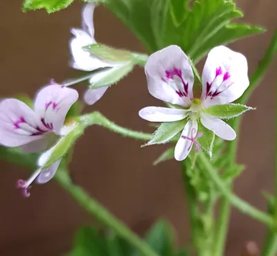 Image de Pelargonium scabrum / Géranium au parfum de citron