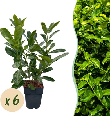 Produktbild von Heckenpflanzen - Prunus laurocerasus Rotundifolia - Blatt grün - 6 Pflanzen - 1 laufender Meter - immergrün - 40-50cm - Ø20cm - Gartenpflanze