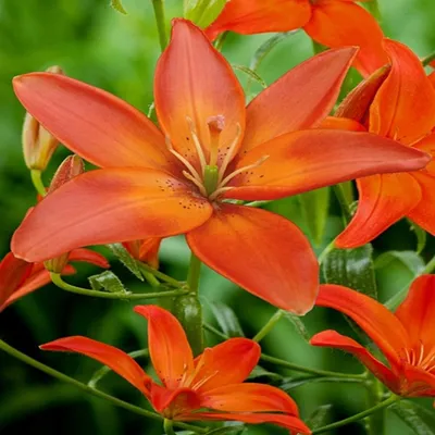Image de Lys asiatique Mandarin Star 1 pièce Lys bulbes de lys bulbes