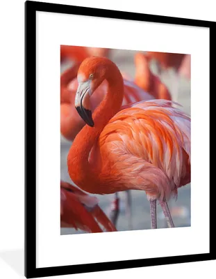Produktbild von MuchoWow® Gerahmtes Poster Flamingo - Vogel - Tiere - Rosa 60x80 cm - Poster mit Schwarzem Bilderrahmen Wandposter Rahmen Foto Bilder - Wohnzimmer - Dekorationen - Prämie