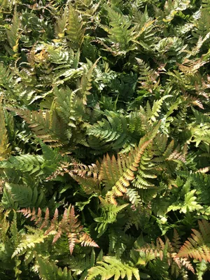 Obrázok produktu pre 6 x Dryopteris erythrosora - Červená závojovitá papraď - kvetináč 9 x 9 cm