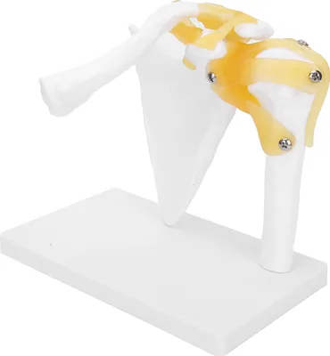Obrázok produktu pre Shoulder Joint Model,Shoulder Anatomy Model,Shoulder Blade Model,1:1 Shoulder Joint Model,Life‑Size Shoulder Joint Model,Anatomical Shoulder Joint Model