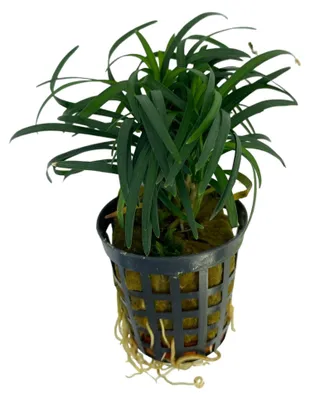 Productafbeelding van Aquafleur Ophiopogon Kyoto in 5 cm pot