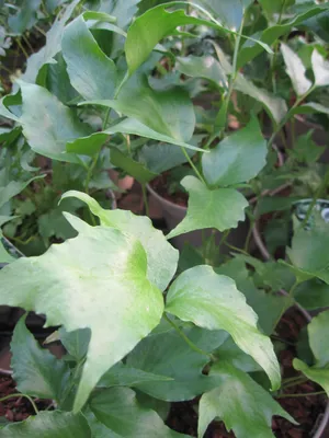 Produktbild von Cyrtomium falcatum - Mond-Sichelfarn - Bogen-Sichelfarn