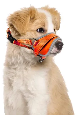 Imagen del producto de Muzzle de nylon suave para perros con cierre ajustable