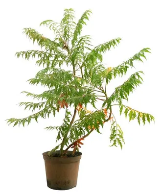 Produktbild von Essigbaum Dissecta 60-80 cm, im Topf - Rhus typhina