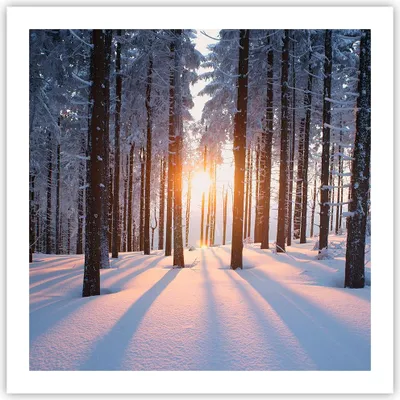 Produktbild von Poster - Poster ohne Rahmen - Wald Winter Schnee - 60x60 cm - Wand Bild - Wanddeko - Wandbilder - Kunstposter - Wandposter - Bilder - Kunstdruck - Wanddekoration - Wandbild - P2XAC60x60-3629