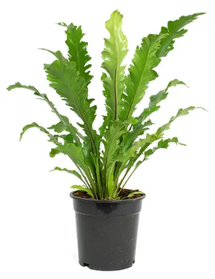 Productafbeelding van JUNAVERA Asplenium nidus ‘Campio’ nestvaren in 12 cm pot – 25 cm hoge luchtzuiverende plant
