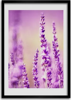 Produktbild von Bild - Bilderrahmen - 50 cm x 70 cm - MDF - Rahmen - Wandkunst Lavendel