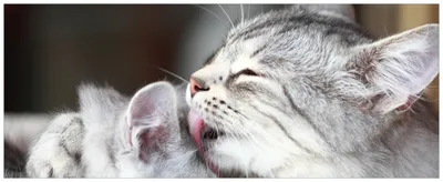 Produktbild von Wallario Premium Glasbild, freischwebende Optik, kräftige Farben, Größe 125 x 50 cm Motiv Süße kleine getigerte Katzenbabys